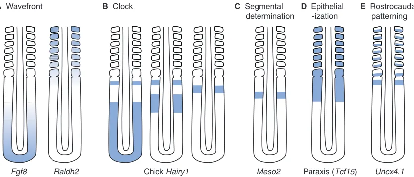 Fig. 2. Categories of gene expression patterns that are associated with paraxial mesoderm segmentation and maturation in the chick embryo.transcription factor family