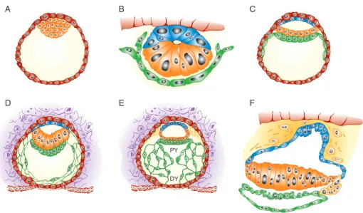 Fig. 1. Schematic of primate peri-implantation development. (A) A blastocyst-stage primate embryo showing the trophectoderm (red) and innerMaternal tissue is shown in purple