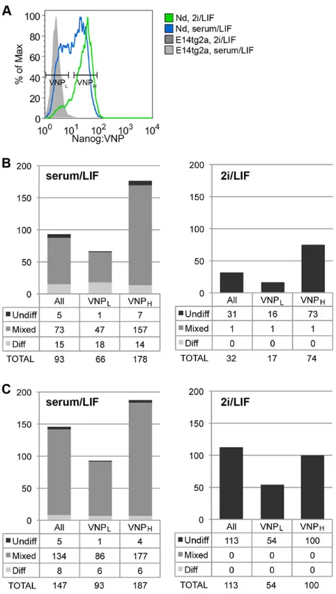 Fig. 3. Clonogenic potential of Nanog:VNP subpopulations, underdifferent culture conditions (serum/LIF and 2i/LIF).illustrative images in supplementary material Fig