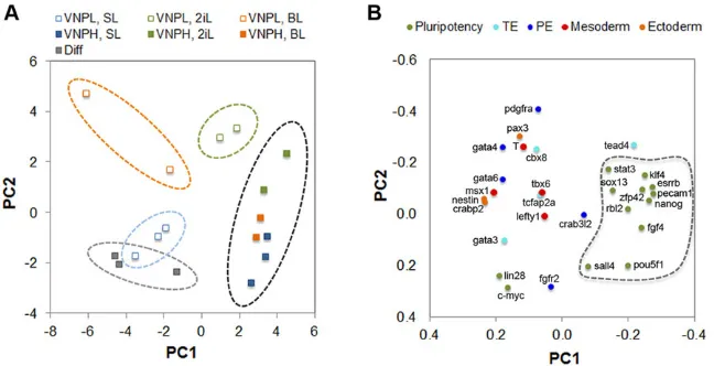 Fig. 5. Principal component analysis (PCA) of pluripotency and lineage-affiliated genes in VNPL and VNPH purified-subpopulations of Nd mESCs.(A) Distribution of subpopulations on scores plot