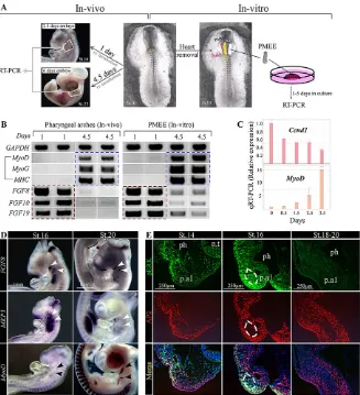 Fig. 1. FGF-ERK signaling is reduced with theonset of myogenic differentiation in the chick.(A) Schematic experimental setting of the dissectionof PMEE explants and pharyngeal arches in chickembryos