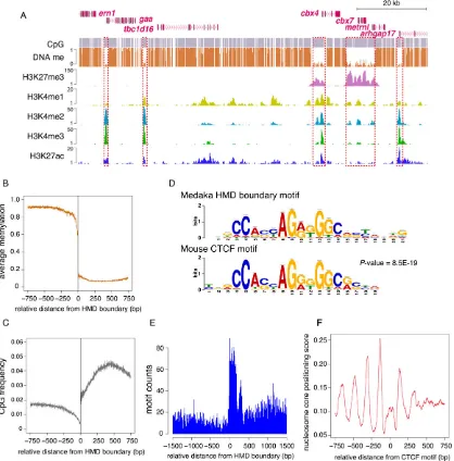 Fig. 1. Identification and characteristics of HMDs in medaka blastula embryos. (A) Genome browser representations of DNA methylation, H3K27me3,larger than 1 kb