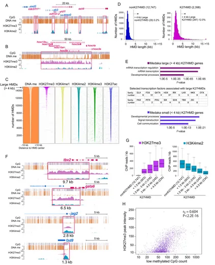 Fig. 2. Large HMDs have high H3K27me3 enrichment and mark key transcription factor genes