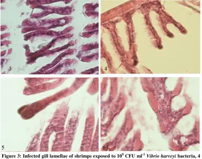 Figure 2: Effect of different bacteria on TPC