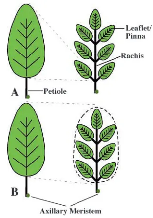 Fig. 1. Compound leaves can be viewed as (A) collections of simpleleaves or (B) equivalent to simple leaves