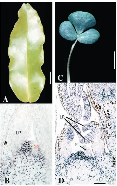 Fig. 2. Comparison of mature leaf form and KNOX1 expressionpatterns in simple and compound leaves
