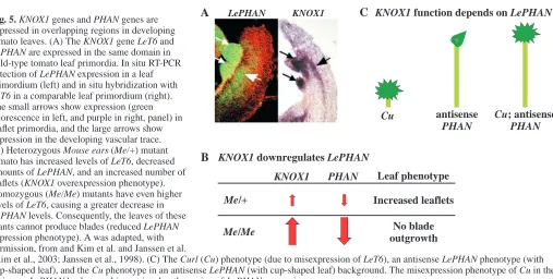 Fig. 5. KNOX1 genes and PHAN genes areexpressed in overlapping regions in developing