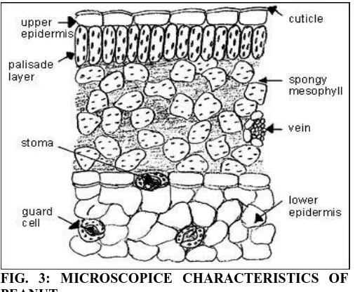 FIG. 3: MICROSCOPICE CHARACTERISTICS OF  PEANUT 