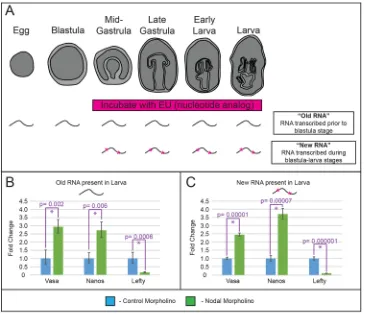 Fig. 3. Nodal restricts transcription ofgerm cell factors and causes theirRNAEU and using magnetic streptavidin beads.(B) qPCR analysis shows that germ cellfactor RNAs (Vasa and Nanos) producedprior to EU labeling are significantlyincreased in embryos inje