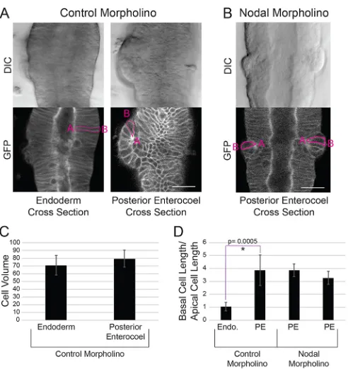 Fig. 5. Nodal inhibits the apical constriction of mid-gut cells. (A) DIC andwith control morpholino (morpholino, the ratio of basal:apical cell length in multiple posterior enterocoels(GFP images of an embryo injected with a control morpholino and PH domai