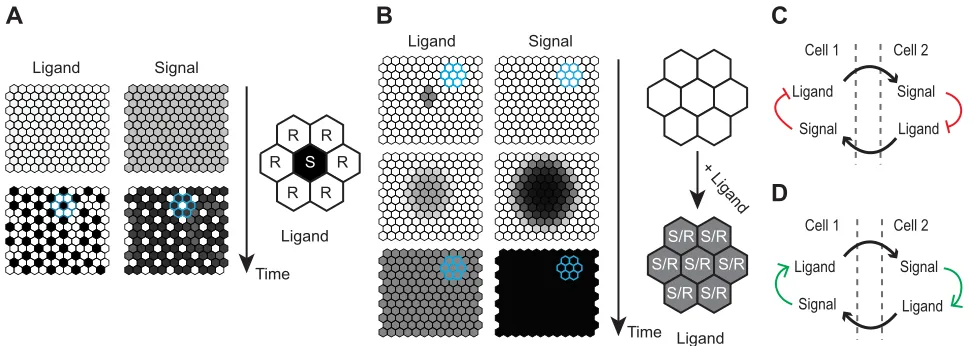 Fig. 1. One ligand-mediated spatial coordination of cell fates, where the regulation of the ligand by Notch signaling dictates the type of lateralcommunication.cells (S/R) have both high ligand and signal activity