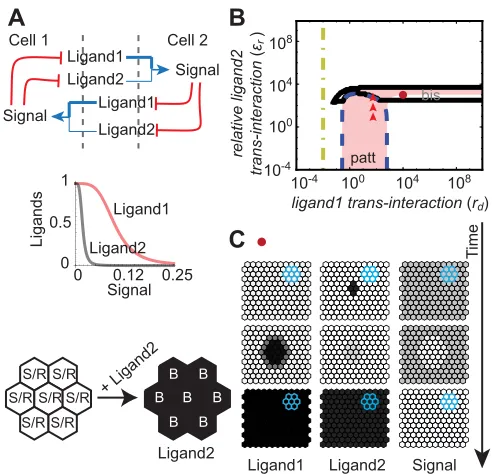 Fig. 6. Two Notch-repressed ligands can drive ligand propagation.(A) Regulatory interactions between a strong (thick blue line) and a weak (thinregions of spontaneous patterning (patt) and bistability/ligand propagation(bis) in the regulatory scenario depi