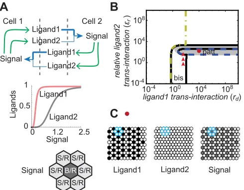 Fig. 7. Two Notch-activated ligands can drive periodic patterning.(A) Regulatory interactions between a strong (thick blue line) and a weak (thin(intersecting blue arrows) and are both activated by Notch signaling (greenarrows)