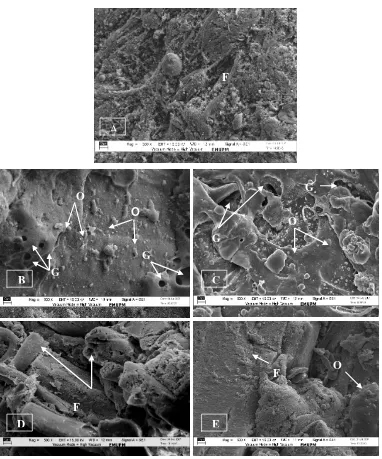 Figure 4: SEM micrographs of raw and fried non-breaded fillets (Magnification 500X).  F: Fish filament, O: Oil globule, G: Gas cell  