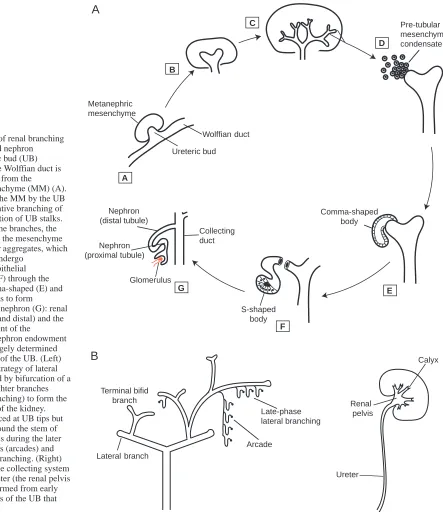 Fig. 1. (A) Stages of renal branchingmorphogenesis and nephron
