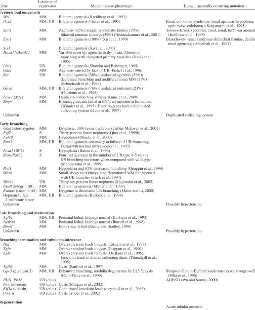 Table 1. Known expression patterns of genes expressed in kidney development, and corresponding branching defects inhuman disease