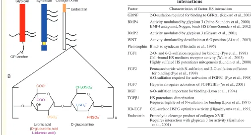 Table I. Morphogen and heparan sulfate proteoglycaninteractions