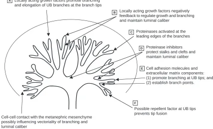 Fig. 2. The interactions between soluble morphogens, metanephric mesenchyme and matrix molecules during the branching process of theureteric tree