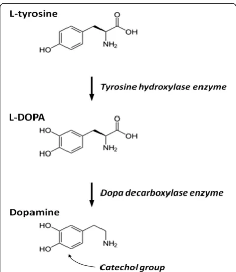 Figure 1 Biosynthetic pathway of catecholamine neurotransmitters.