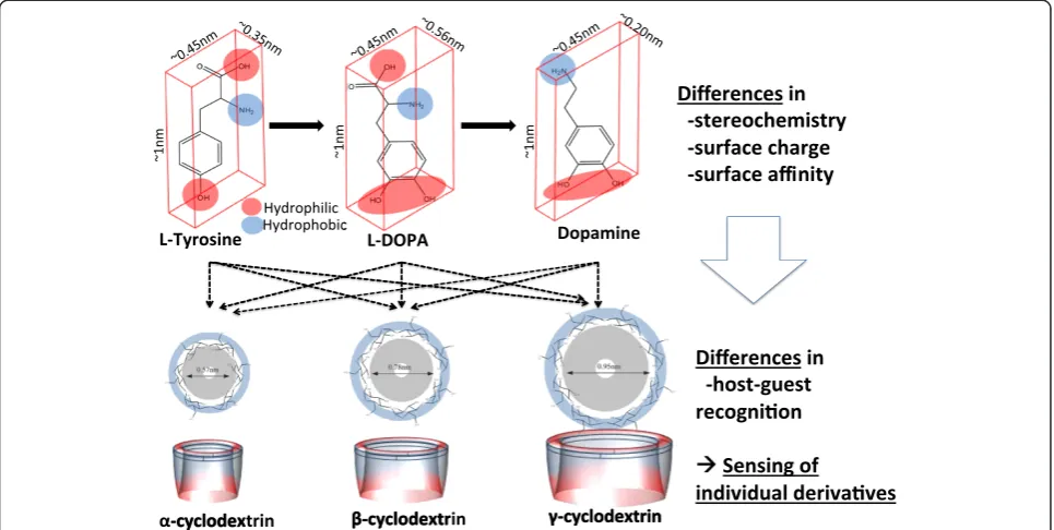 Figure 2 Illustration of the sensing principle: differences in stereochemistry, surface charge and surface affinity of the threecatecholamine neurotransmitter derivatives cause different levels of host-guest recognition to α-, β- and γ-cyclodextrins, respectively,enabling the sensing of individual derivative ratios from a mixture.