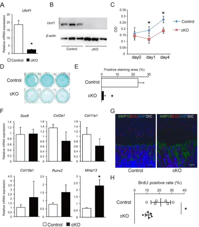 Fig. 3. Uhrf1-deficient chondrocytes exhibit abnormal cell proliferation and differentiation