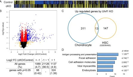 Fig. 4. RNA-sequence results from primary chondrocytes. (A) Heatmap (high, yellow; low, blue) and (B) Volcano plot for RNA-seq data obtained from primarythan twofold