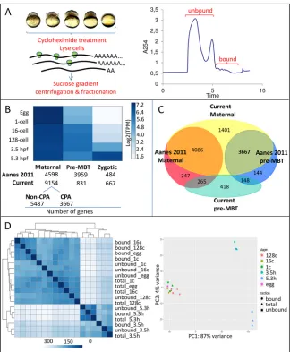 Fig. 1. Polysome profile of the early embryo.(A) Polysome fractionation based on density gradientcentrifugation