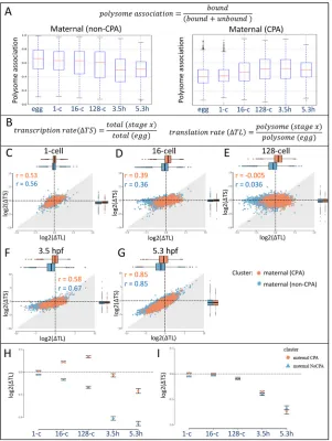 Fig. 2. Polysome association dynamics. (A) PolysomeΔdistribution was tested using the Wilcoxon two-sample rank-sum test (in all comparisons,a fraction of total and polysome-bound expression values atparticular stages compared with the egg stage as baseline