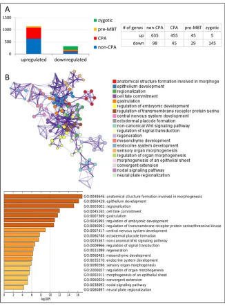 Fig. 5. Gene expression changes as a result of3′-dA treatment. (A) Microarray expression analysisof 3′-dA-treated embryos at 3.5 hpf revealed genesthat were responsive to CPA inhibition