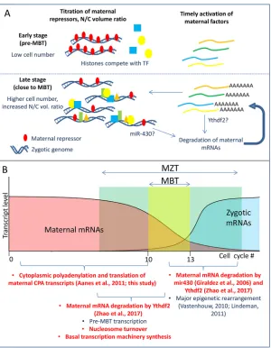 Fig. 7. Proposed model for the role of CPA in regulatingMZT.