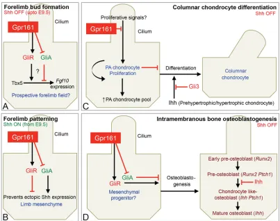Fig. 9. Role of Gpr161 in forelimb initiation, limb patterning and skeletal morphogenesis