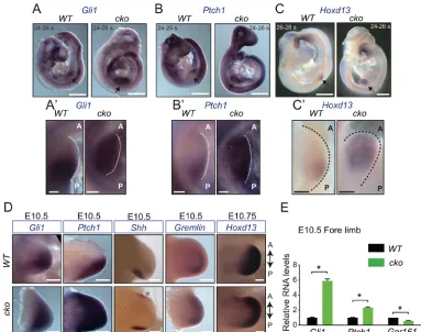 Fig. 2. Gpr161for*marked by black arrows and are shown magnified in A knockouts exhibit high Shh pathway activity