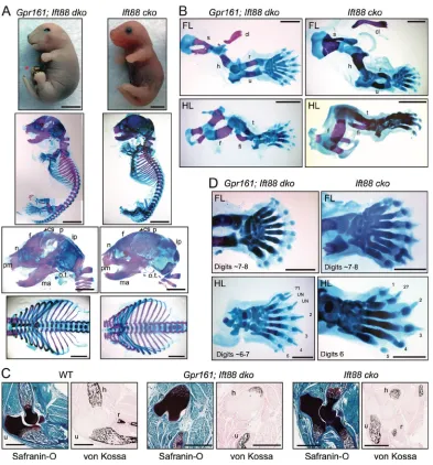 Fig. 8. Gpr161 determines limb patterning and skeletogenesis in a cilia-dependent manner