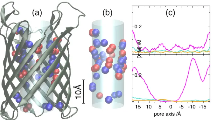 Figure 2: NanC channel from E. ColiThe backbone and all of the charged residues inside the channel; represented as ammonium (blue)and oxygen (red) structural ions analogous to Fig