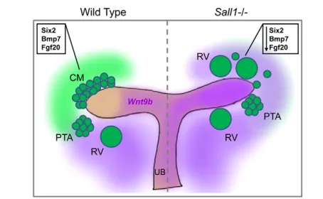 Fig. 7. Regulation of renal progenitors by Sall1. Loss of Sall1 in renalprogenitors (CM) leads to reduced Six2 and Fgf20 expression, and theinductive Wnt9b signal is increased