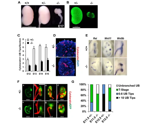 Fig. 1. UB branching is decreased and delayed in the Sall1the surrounding MM (green; f)
