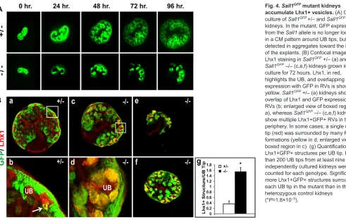 Fig. 4. Sall1Sall1show multiple Lhx1+GFP+ RVs in theperiphery. In some cases, a single uretertip (red) was surrounded by many RVformations (yellow in d; enlarged view ofboxed region in c)
