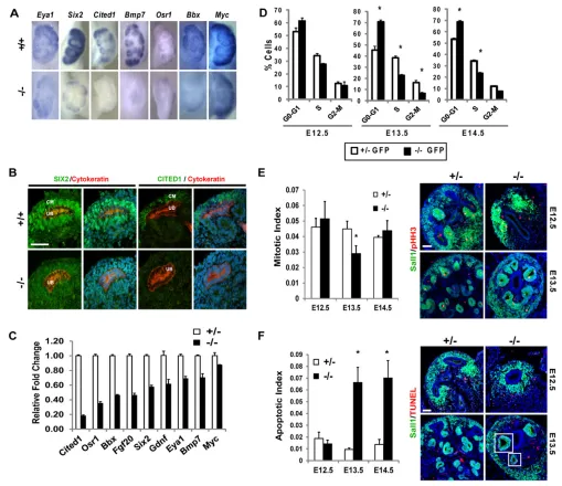 Fig. 5. Progenitor gene expression is downregulated in the Sall1apoptotic index using TUNEL staining of E12.5-14.5 embryonic kidney