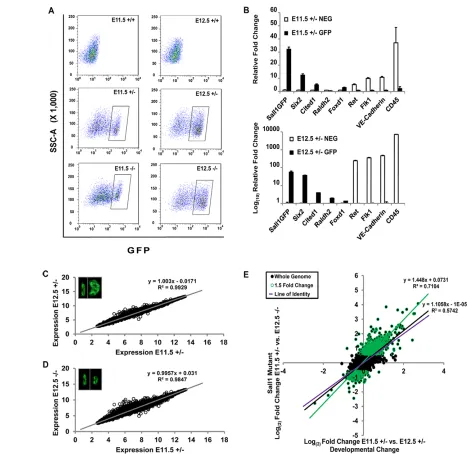 Fig. 6. Whole-genome transcriptional profiling analysis. (A) The Sall1-GFP+ cell population was isolated by FACS (rectangular gate)