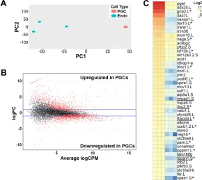 Fig. 1. RNA-seq analysis of PGC versus endoderm celltranscripts in X. laevis embryos. (A) Two-dimensionalprincipal component analysis (PCA) of PGC and Endotranscripts from st
