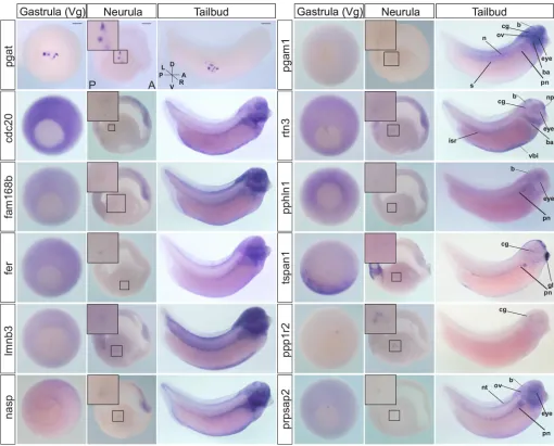 Fig. 3. WISH analysis of PGC transcripts. Expression of selected PGC-enriched mRNAs at post-MBT st