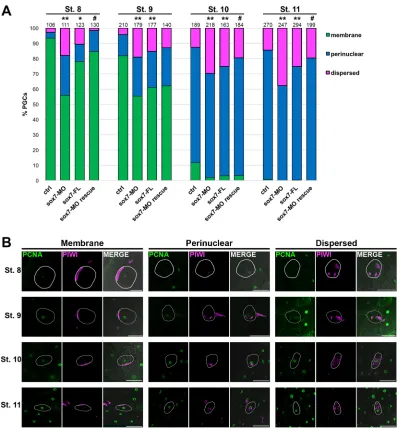 Fig. 5. PGC-directed sox7sox7(A) Germ plasm localization in each PGC was classified as membrane, nuclear or dispersed and quantified;(B) Representative images of each classification are shown for all stages analyzed
