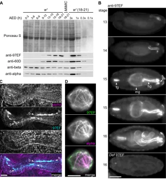 Fig. 2. βTub97EF expression during