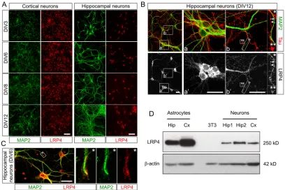 Fig. 1. LRP4 expression in cultures from embryonic cerebral cortex and hippocampus. (A) Developmental analysis of dissociated cells from E14 cerebral