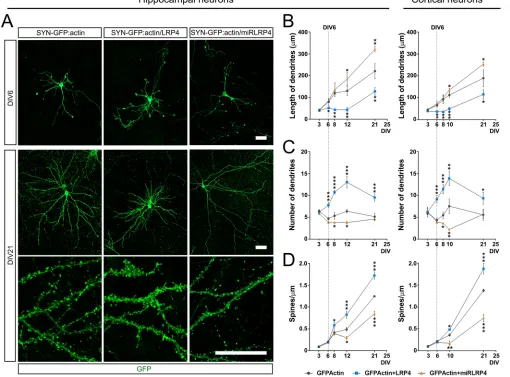 Fig. 3. LRP4 levels influence the shape of dendritic arbors during development. (A) Representative examples of dissociated cells from E16 hippocampus atpost-hoc test)