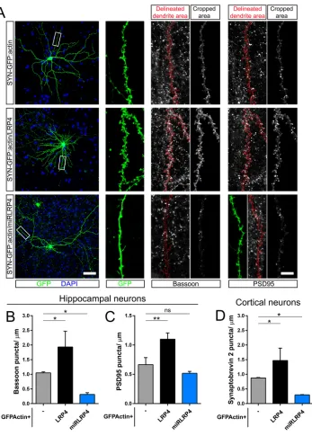 Fig. 4. LRP4 affects the number of pre- andpostsynaptic specializations in neuronalANOVA test with Dunnettns, not significant