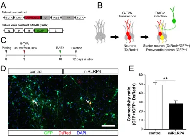 Fig. 5. Knockdown of LRP4 in cortical neurons decreases the number of presynaptic partners