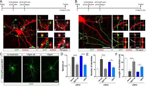 Fig. 6. Colocalization and functional interaction of LRP4 and agrin on dendrites in vitro