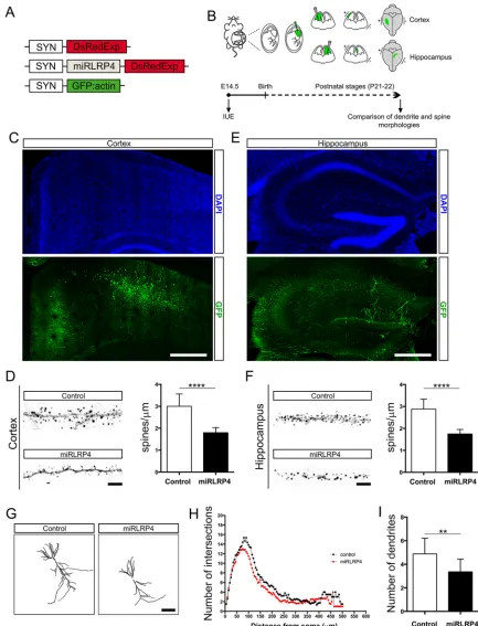 Fig. 7. Knockdown of LRP4 in vivo by in utero electroporation reduces dendritic number and spine density