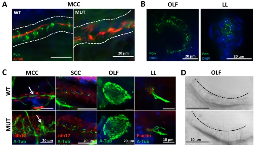 Fig. 2. Pontin and Reptin function together in zebrafishdevelopment.loading control. 20 embryos were used for each sample
